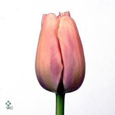 Срезанные цветы оптом Tulipa si ollioules от 60шт из Голландии с доставкой по России