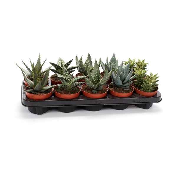 Горшечные цветы и растения оптом Aloe Haworthia Mix от 10шт из Голландии с доставкой по России