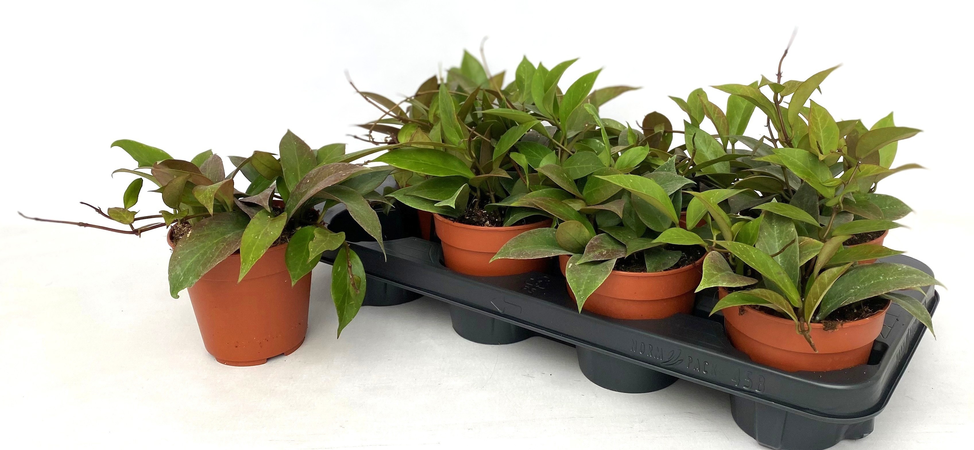 Горшечные цветы и растения оптом Hoya Sunrise от 8шт из Голландии с доставкой по России