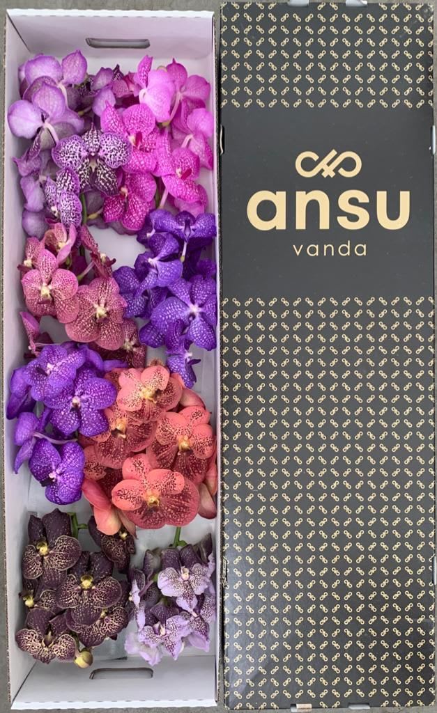 Срезанные цветы оптом Vanda mix in box от 8шт.. из Голландии с доставкой по России