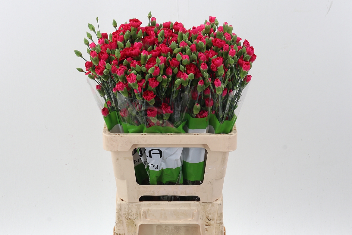 Срезанные цветы оптом Dianthus sp pigeon от 100шт из Голландии с доставкой по России