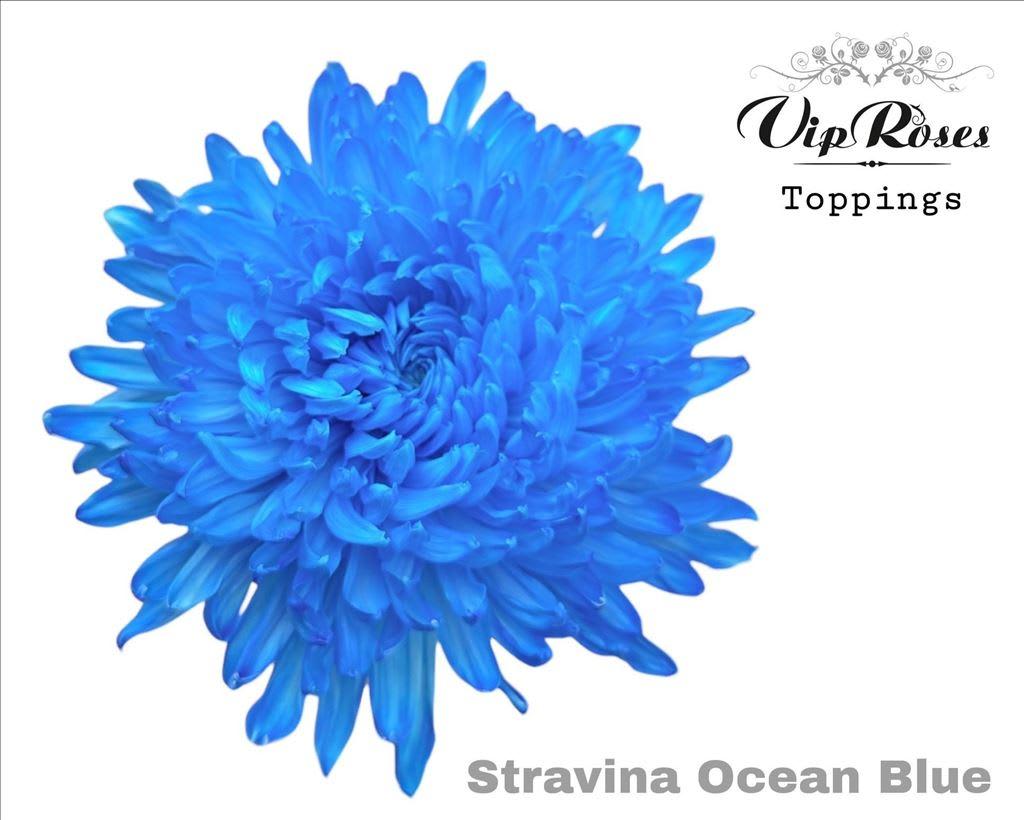 Срезанные цветы оптом Chrys bl paint stravina ocean blue от 20шт из Голландии с доставкой по России