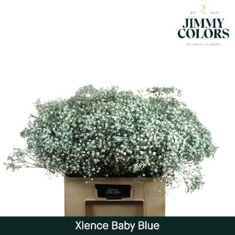 Срезанные цветы оптом Gyps large paint blue light от 25шт из Голландии с доставкой по России