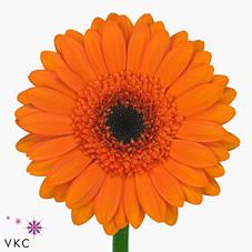 Срезанные цветы оптом Germini bison от 80шт из Голландии с доставкой по России