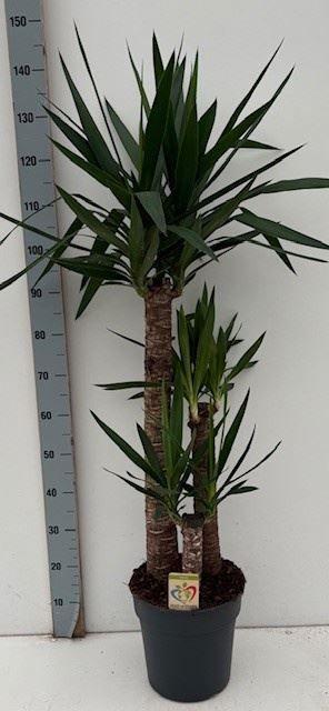 Горшечные цветы и растения оптом Yucca   ... от 1шт из Голландии с доставкой по России