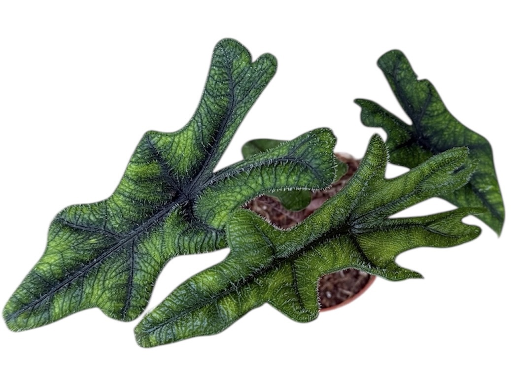 Горшечные цветы и растения оптом Alocasia Jacklyn от 1шт (для телеги) из Голландии с доставкой по России