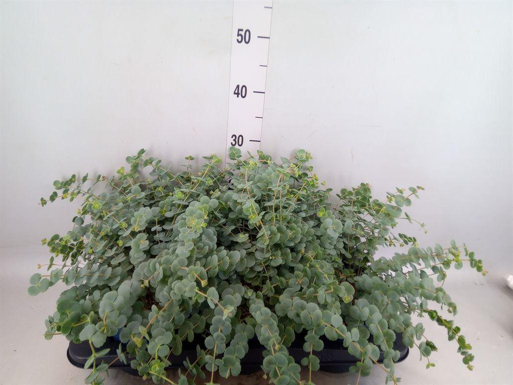 Горшечные цветы и растения оптом Sedum Sieboldii от 6шт из Голландии с доставкой по России