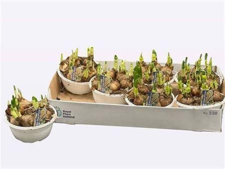 Горшечные цветы и растения оптом Narc D Bridal Crown Schaal от 7шт из Голландии с доставкой по России