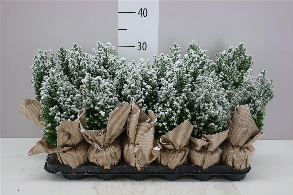 Горшечные цветы и растения оптом Chamaecyparis La Ellwoodii Snow Potcover Naturel от 18шт (для телеги) из Голландии с доставкой по России