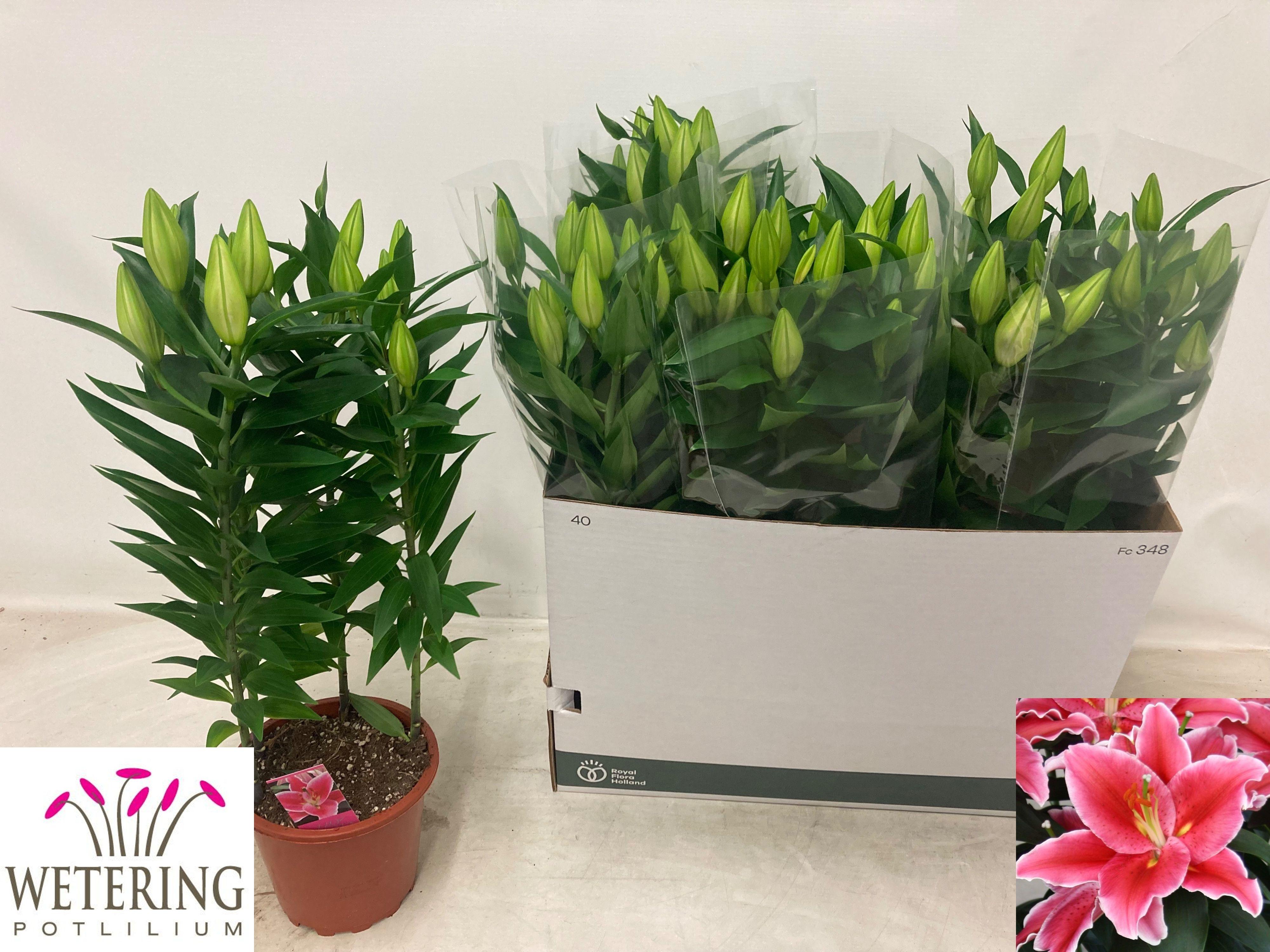 Горшечные цветы и растения оптом Lil Or After Eight от 5шт из Голландии с доставкой по России