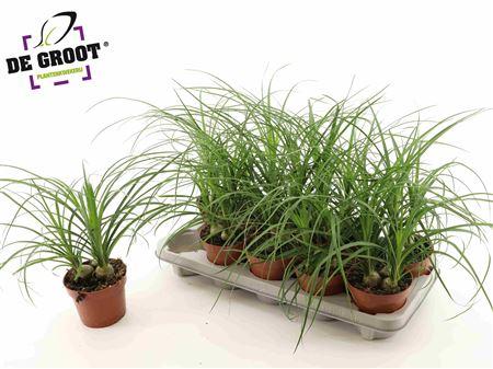 Горшечные цветы и растения оптом ** Beaucarnea Recur * Spring Deal * от 10шт из Голландии с доставкой по России