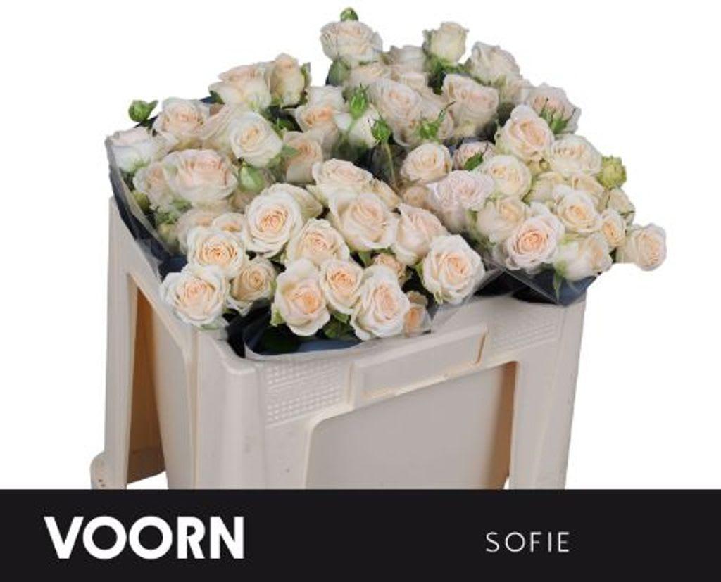 Срезанные цветы оптом Rosa spray sofie от 40шт из Голландии с доставкой по России