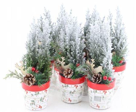 Горшечные цветы и растения оптом Cham L Ellwoodii Snow + Decoratie от 9шт из Голландии с доставкой по России