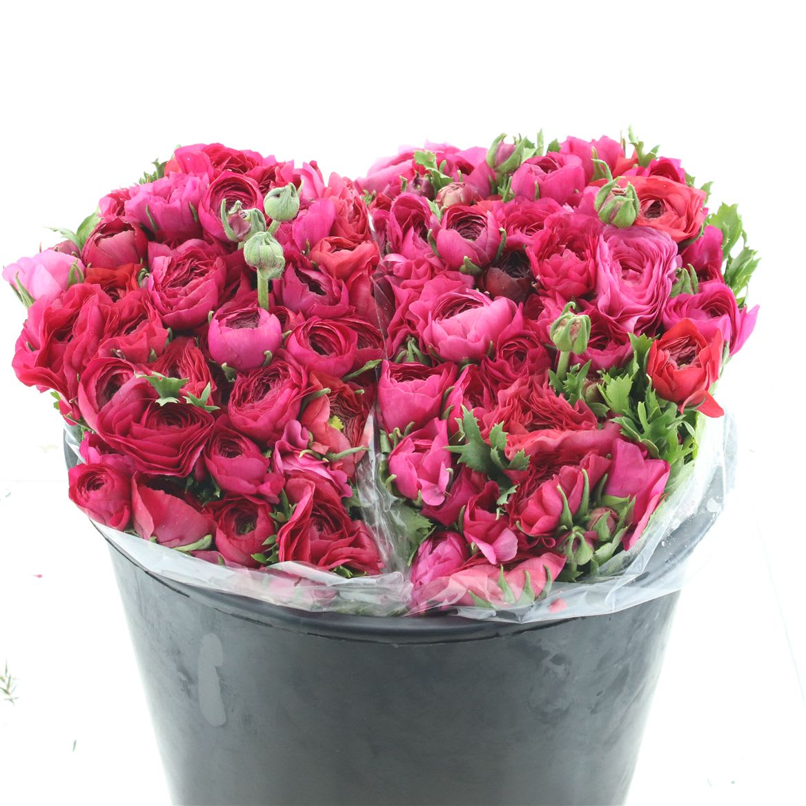 Срезанные цветы оптом Ranunculus hot pink от 100шт. из Голландии с доставкой по России