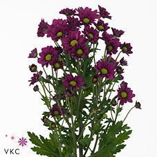 Срезанные цветы оптом Chrys sa madiba jombe purple от 75шт из Голландии с доставкой по России