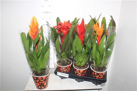 Горшечные цветы и растения оптом Bromelia Gem 6 Srt от 6шт из Голландии с доставкой по России