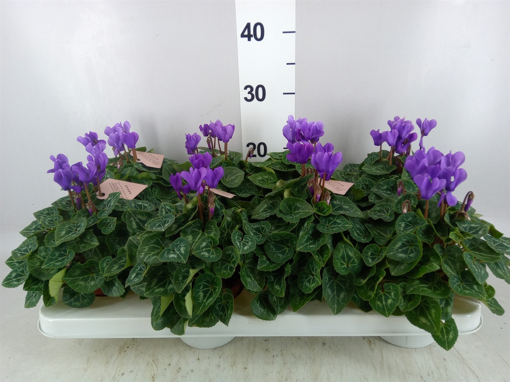 Горшечные цветы и растения оптом Cyclamen Kl dragon от 8шт (для телеги) из Голландии с доставкой по России