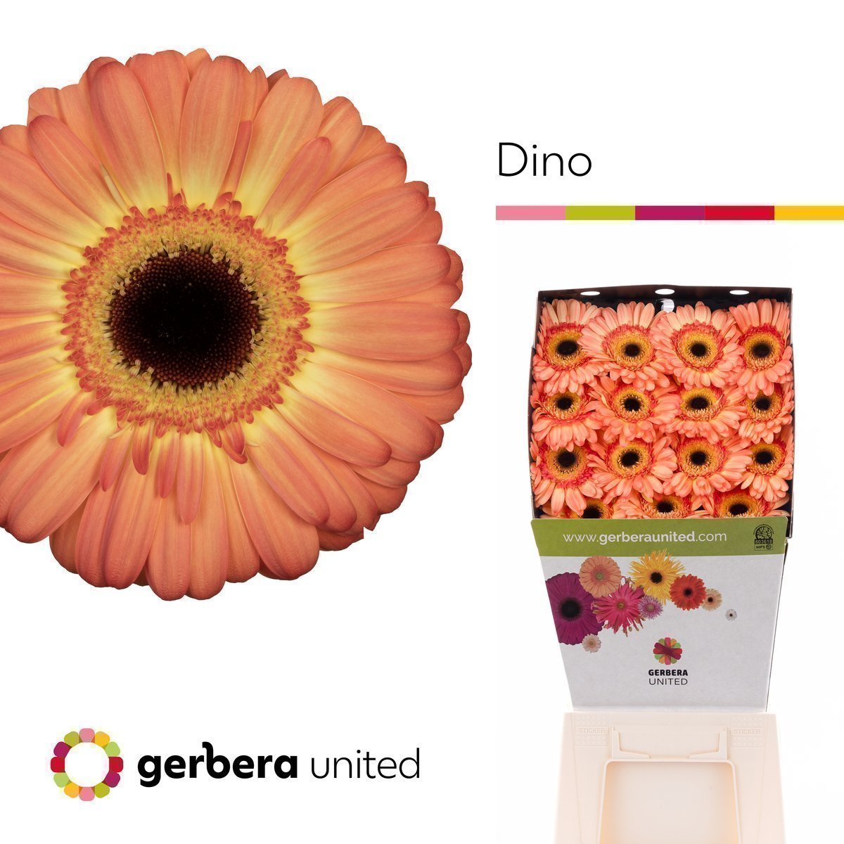 Срезанные цветы оптом Gerbera diamond dino от 15шт. из Голландии с доставкой по России
