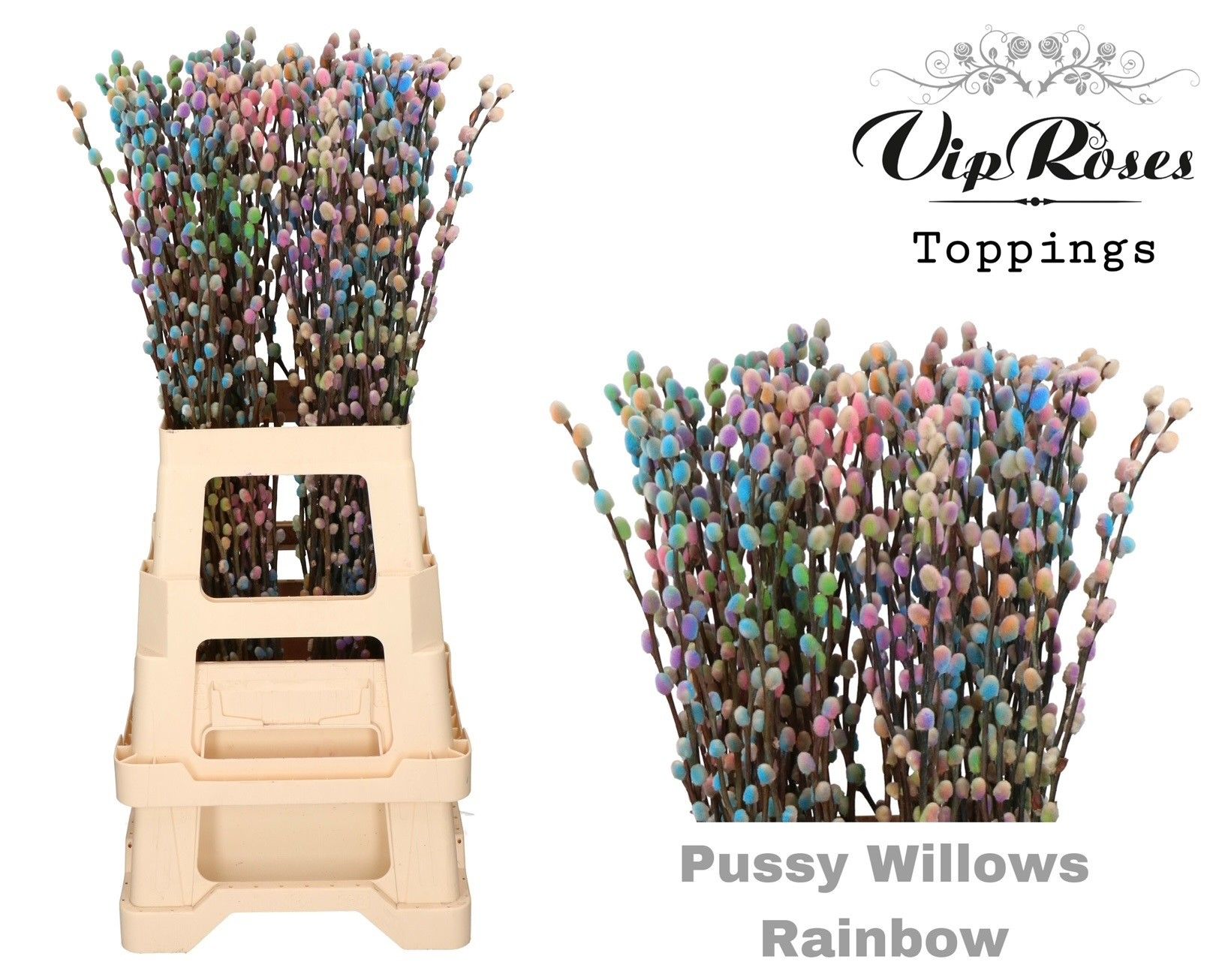 Срезанные цветы оптом Salix paint pussy willow rainbow от 100шт из Голландии с доставкой по России