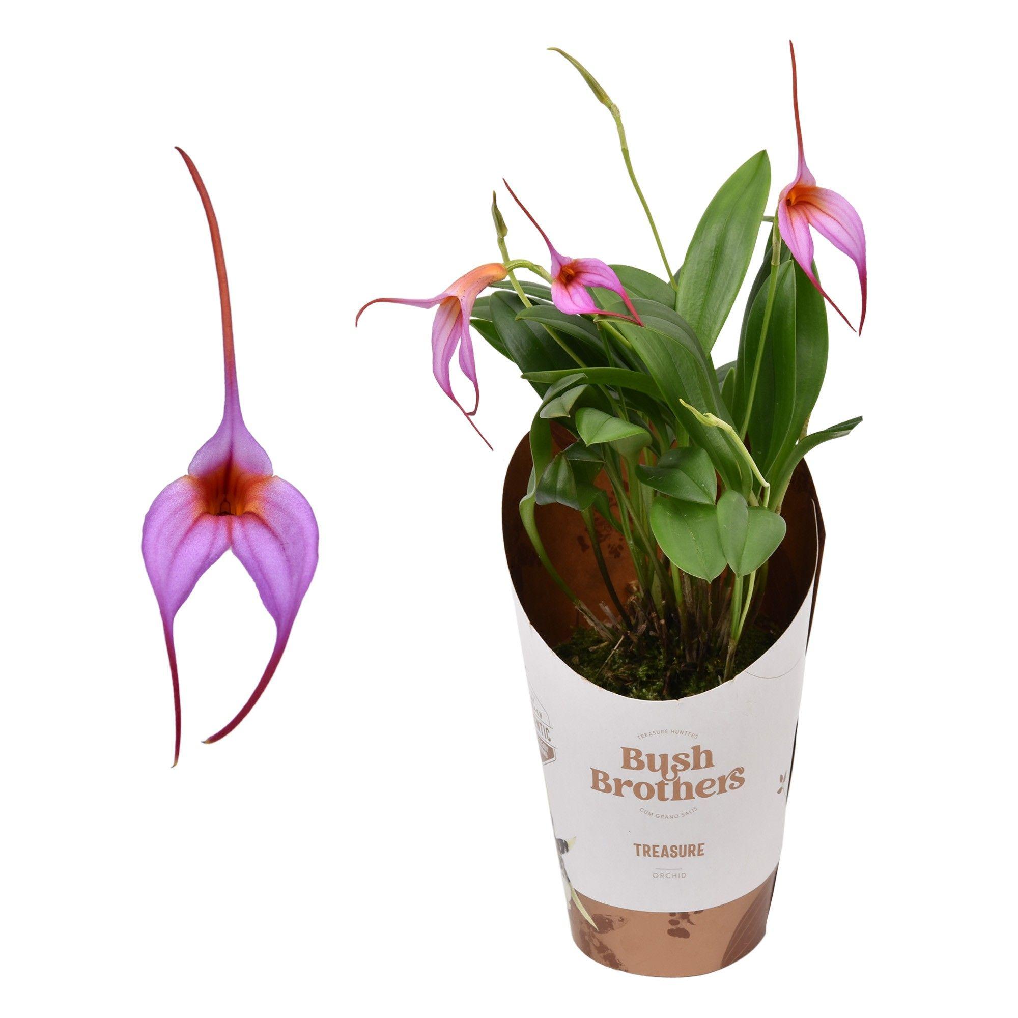 Горшечные цветы и растения оптом Masdevallia Purple от 12шт (для телеги) из Голландии с доставкой по России