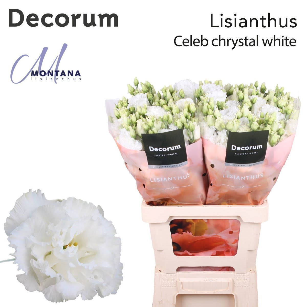 Срезанные цветы оптом Lisianthus do celeb chrystal от 20шт из Голландии с доставкой по России