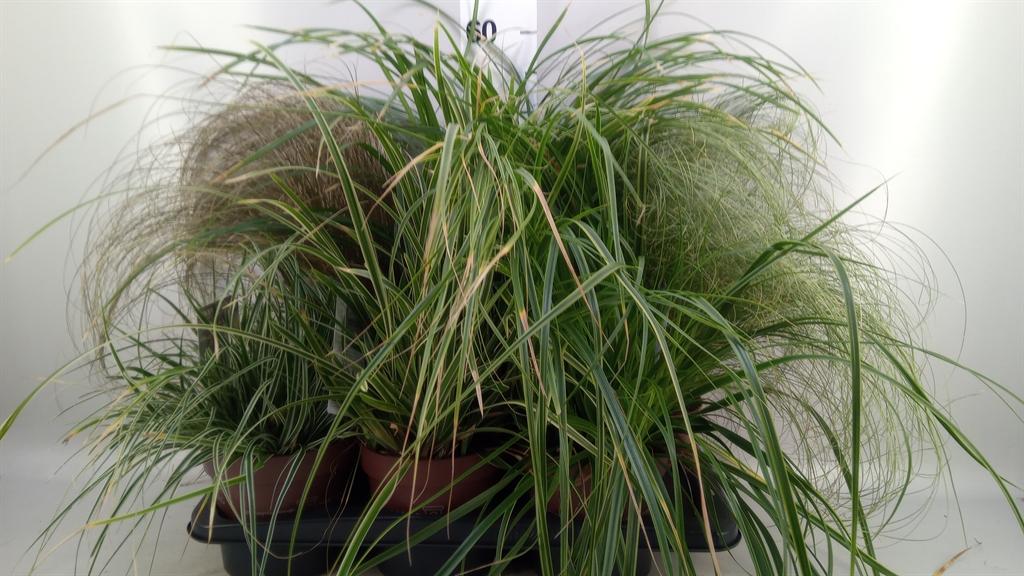Горшечные цветы и растения оптом Carex ...mix от 6шт из Голландии с доставкой по России