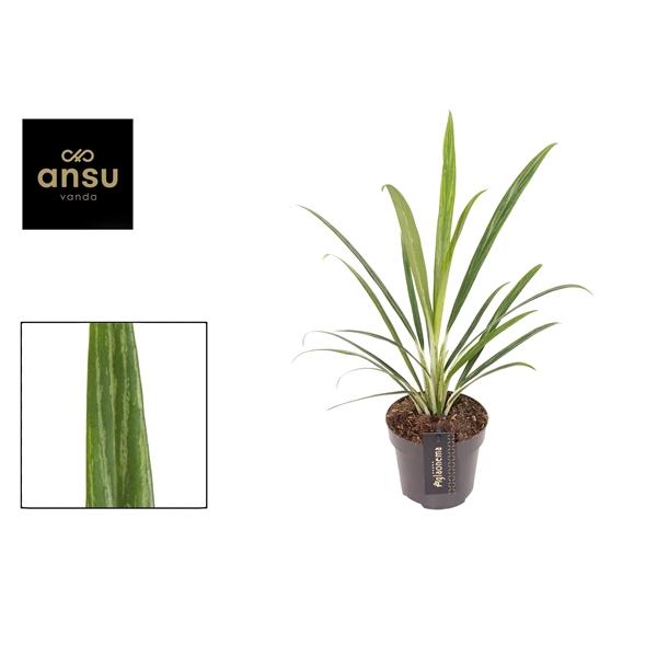 Горшечные цветы и растения оптом Aglaonema Forest Grass от 6шт из Голландии с доставкой по России