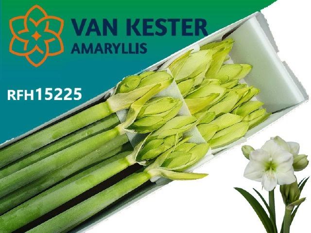 Срезанные цветы оптом Hippeastrum white sensation от 12шт из Голландии с доставкой по России