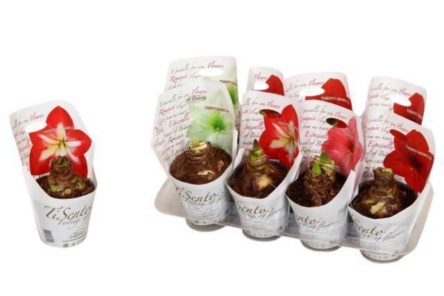 Горшечные цветы и растения оптом Hipp Gem от 8шт из Голландии с доставкой по России