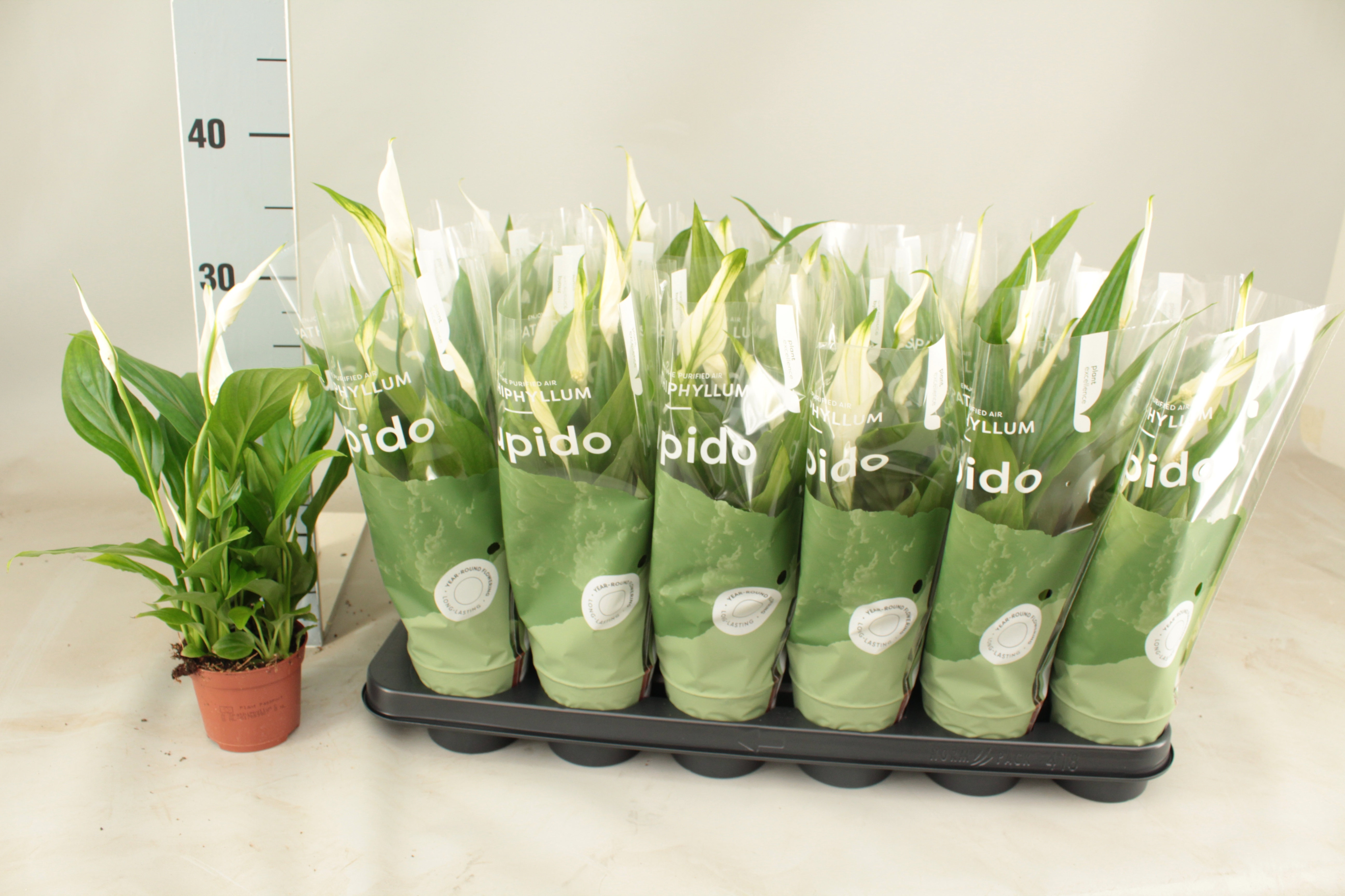 Горшечные цветы и растения оптом Spath Pearl Cupido от 18шт (для телеги) из Голландии с доставкой по России