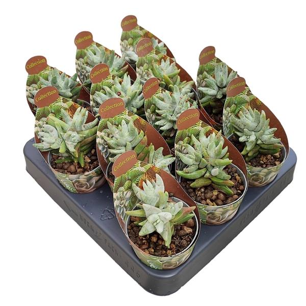 Горшечные цветы и растения оптом Crassula Cornuta Potcover от 12шт (для телеги) из Голландии с доставкой по России