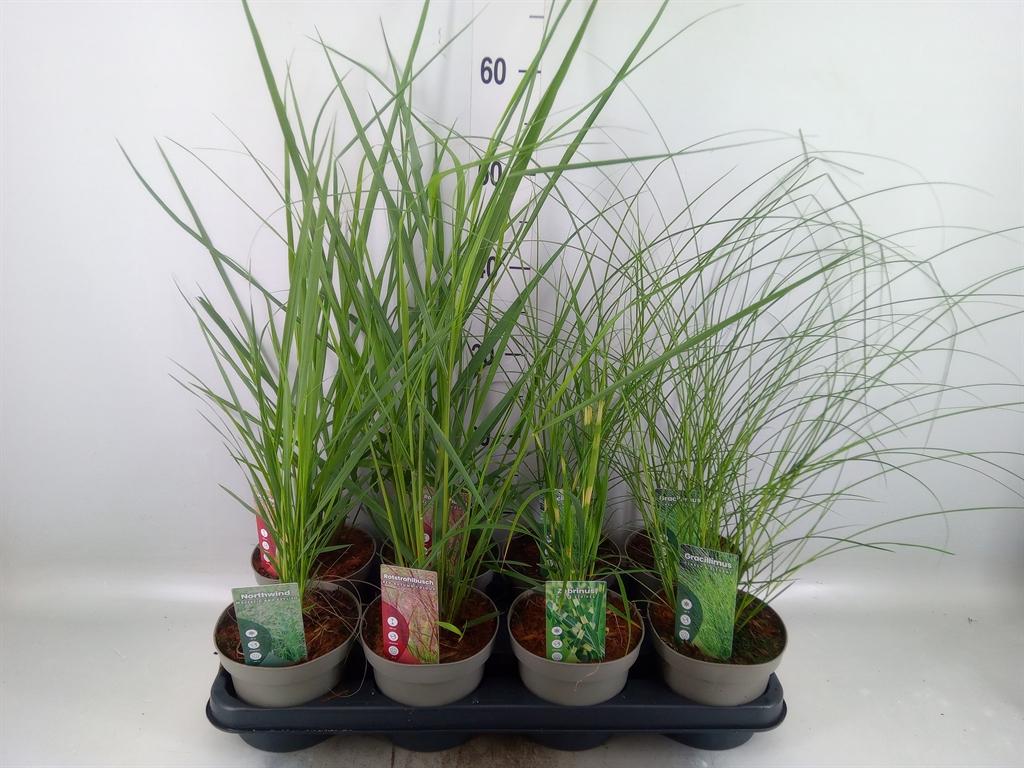 Горшечные цветы и растения оптом Miscanthus Sin. от 8шт из Голландии с доставкой по России