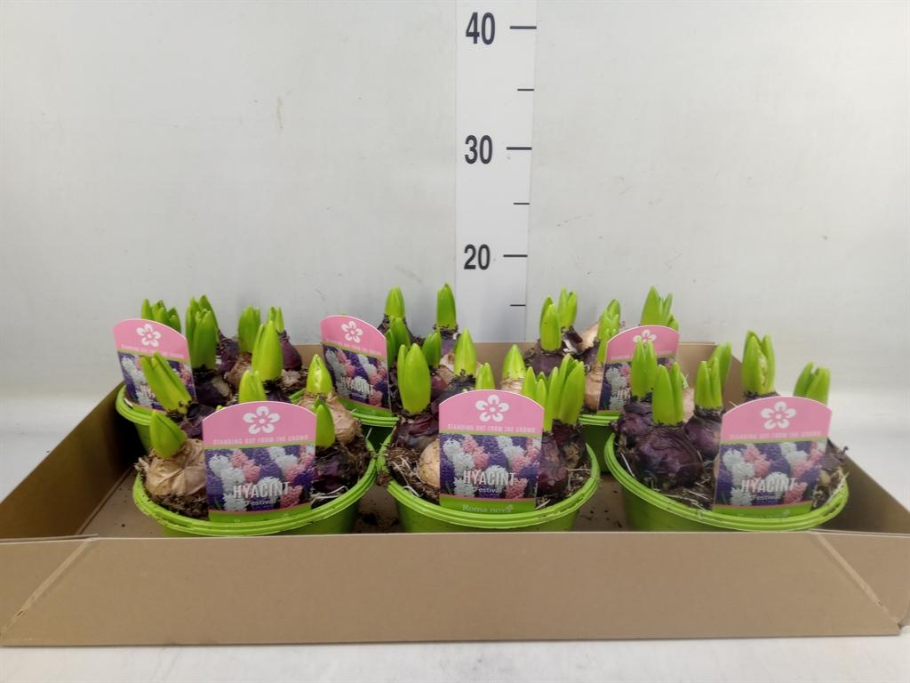 Горшечные цветы и растения оптом Hyacinthus Orie.   ...mix 3 от 6шт из Голландии с доставкой по России