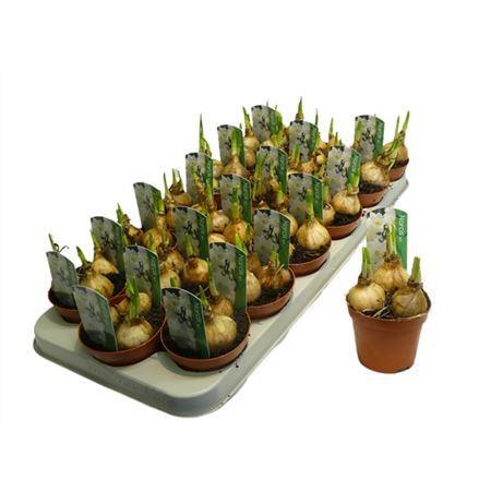 Горшечные цветы и растения оптом Narcis Wit от 18шт (для телеги) из Голландии с доставкой по России