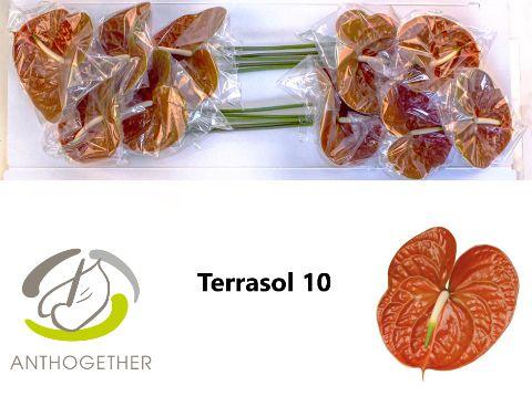 Срезанные цветы оптом Anthurium terrasol от 10шт из Голландии с доставкой по России