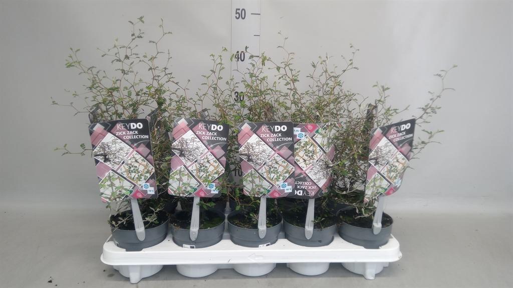 Горшечные цветы и растения оптом Corokia Cotoneaster от 10шт из Голландии с доставкой по России