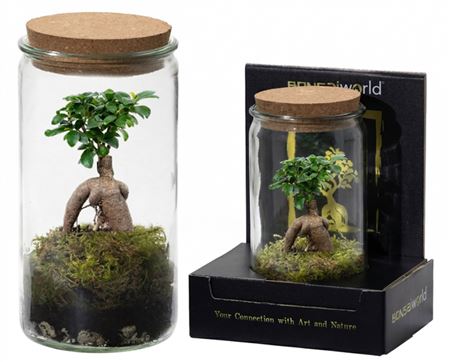 Горшечные цветы и растения оптом Bonsai Ov от 5шт из Голландии с доставкой по России