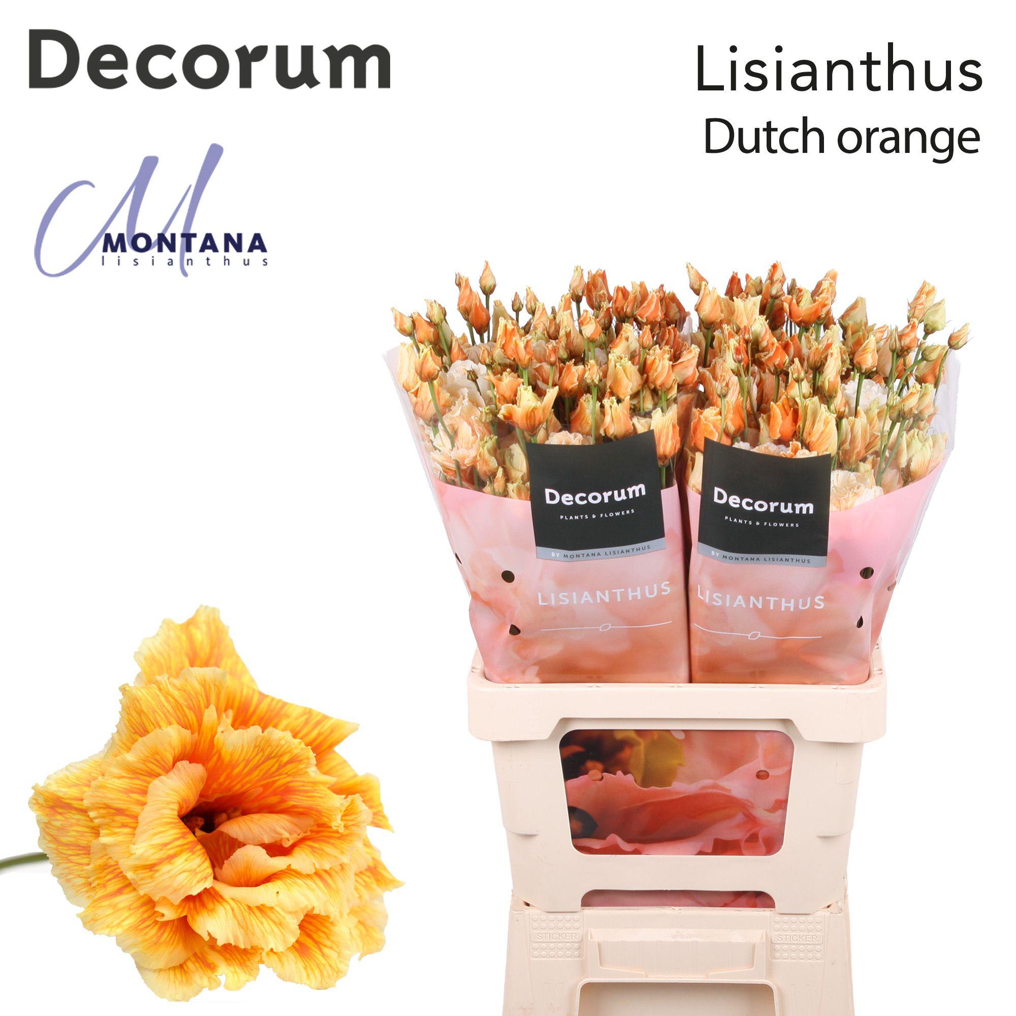Срезанные цветы оптом Lisianthus do paint heavenly dutch orange от 20шт из Голландии с доставкой по России