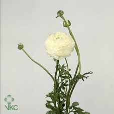 Срезанные цветы оптом Ranunculus elegance white от 50шт из Голландии с доставкой по России