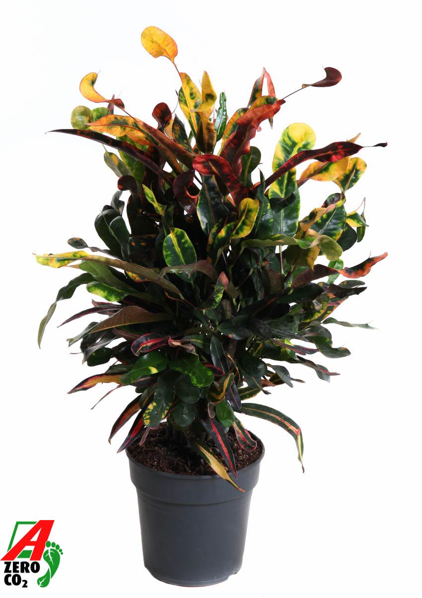 Горшечные цветы и растения оптом Codiaeum Mammi Branched от 1шт из Голландии с доставкой по России