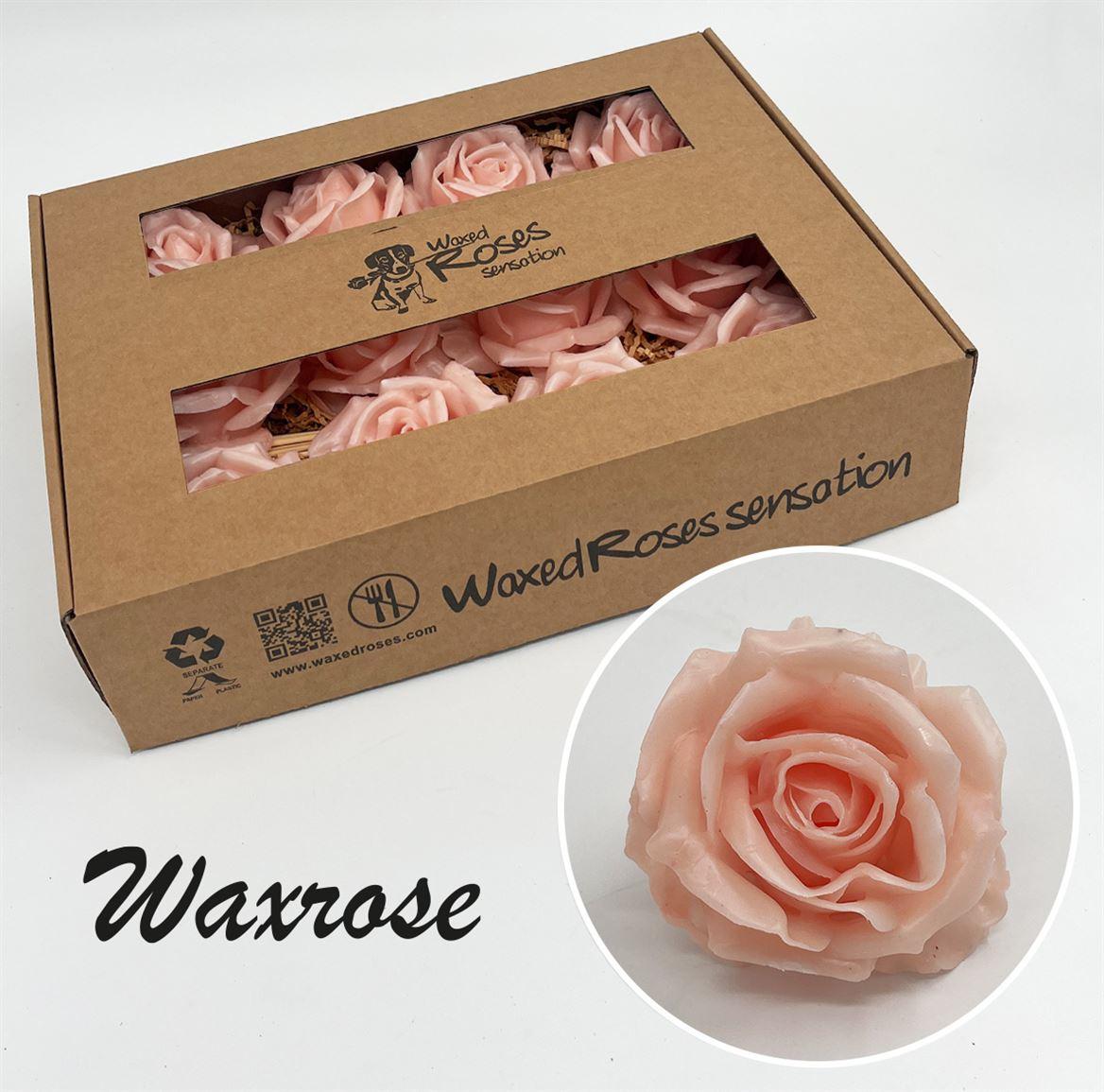 Срезанные цветы оптом Rosa large silk wax oceana от 12шт из Голландии с доставкой по России