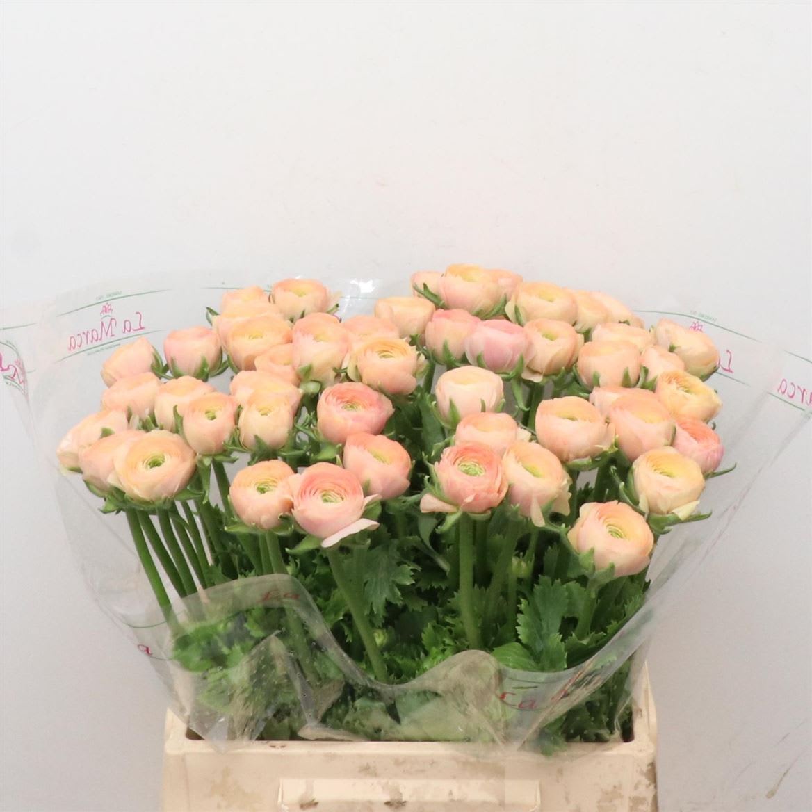 Срезанные цветы оптом Ranunculus aazur salmon от 40шт из Голландии с доставкой по России