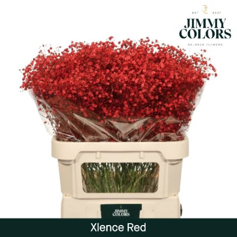 Срезанные цветы оптом Gyps large paint red от 50шт из Голландии с доставкой по России
