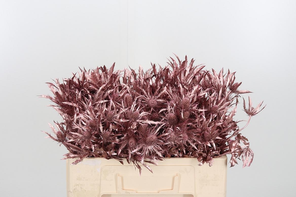 Срезанные цветы оптом Eryngium orion paint pink gold от 40шт из Голландии с доставкой по России