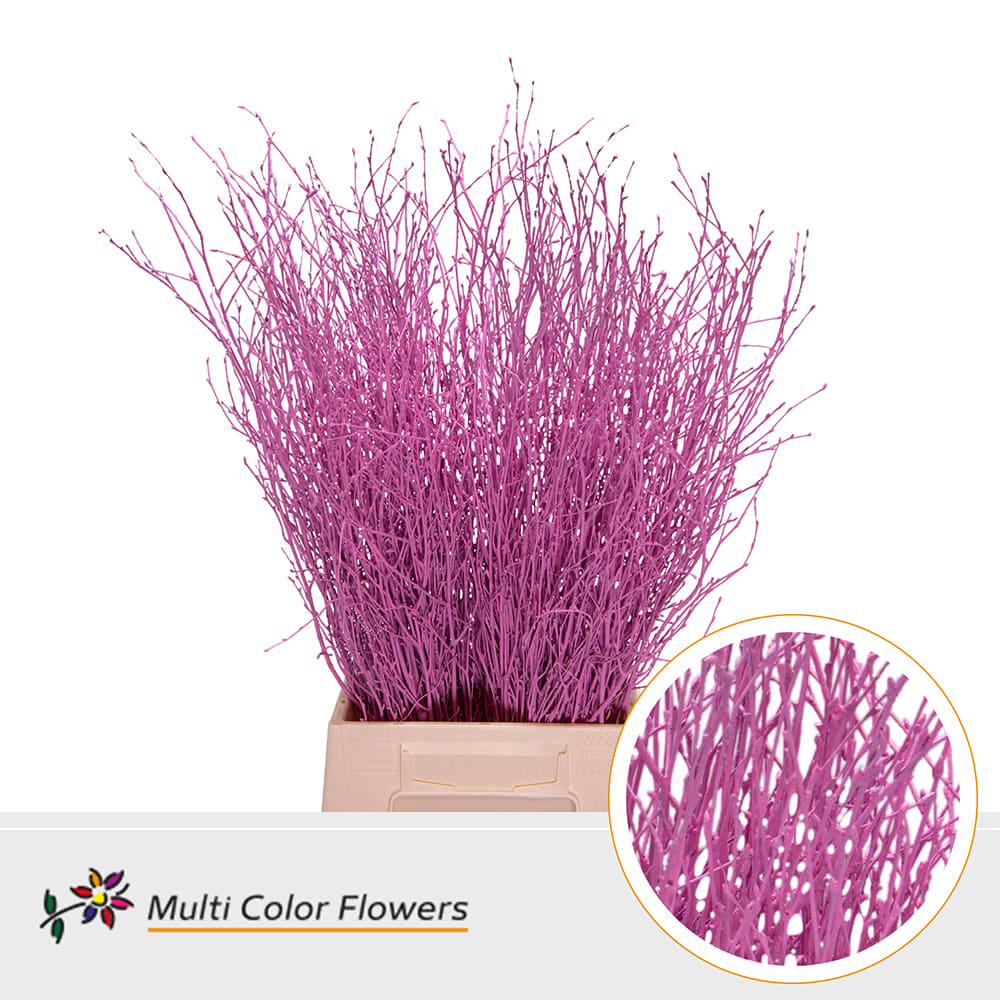 Срезанные цветы оптом Betula paint pink от 100шт. из Голландии с доставкой по России