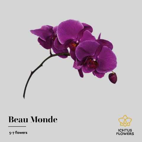 Срезанные цветы оптом Phalaenopsis beau monde (per stem) от 18шт из Голландии с доставкой по России