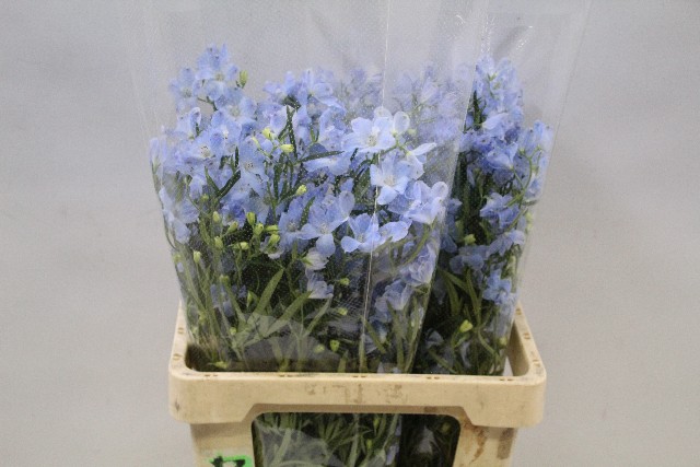 Срезанные цветы оптом Delphinium si bel ballkleid от 40шт из Голландии с доставкой по России