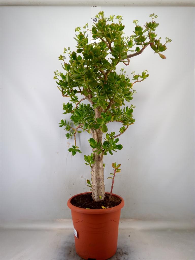 Горшечные цветы и растения оптом Crassula Ovata от 1шт из Голландии с доставкой по России