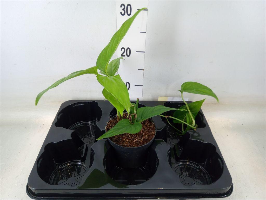 Горшечные цветы и растения оптом Monstera   ... от 3шт из Голландии с доставкой по России