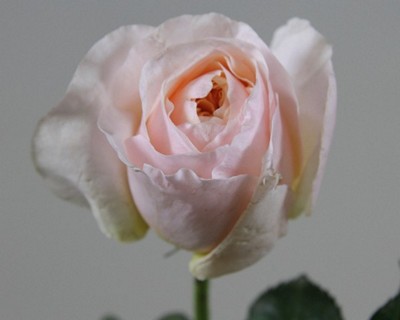 Срезанные цветы оптом Rosa la austin juliet от 24шт из Голландии с доставкой по России